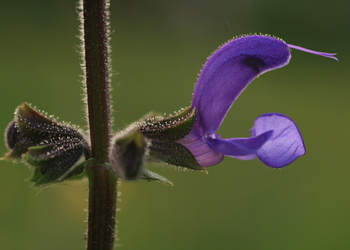Wiesen-Salbei (Salvia pratensis) - © Emanuel Trummer